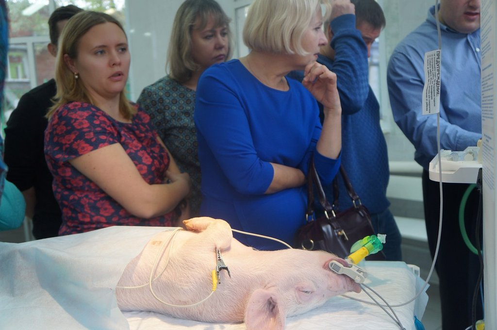 В Екатеринбурге акушеры-гинекологи использовали поросят для тренировок по спасению младенцев