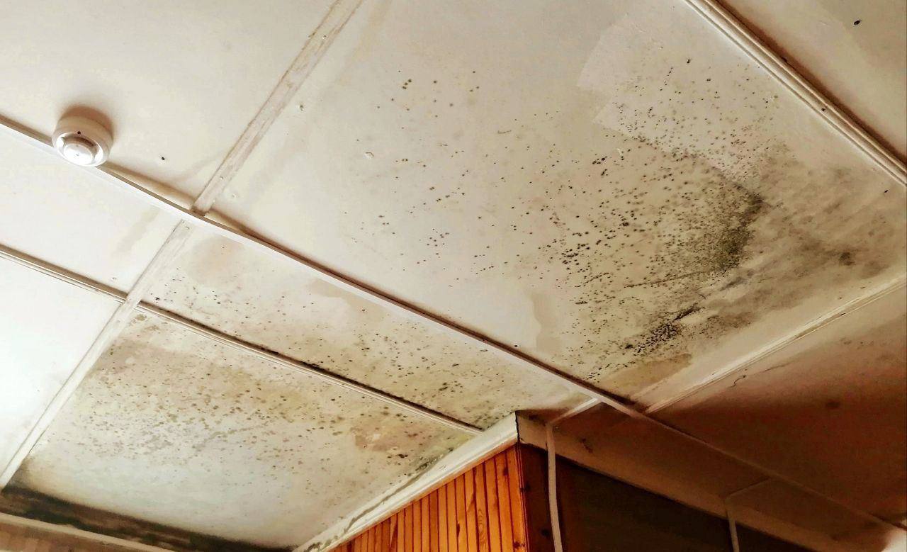 «Течет крыша, плесень, сломан туалет»: жители карельского поселка просят отремонтировать местный ФАП 3