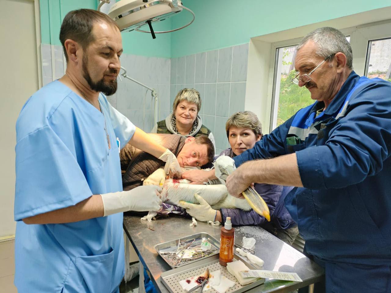 Пензенский травматолог прооперировал пеликана, который сломал крыло