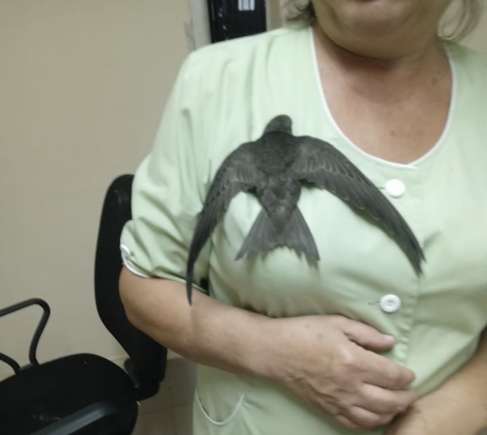 Врачи ГУЗ «Балаковская городская клиническая больница» (Саратовская область) нашли на пешеходной дорожке слабого птенца стрижа