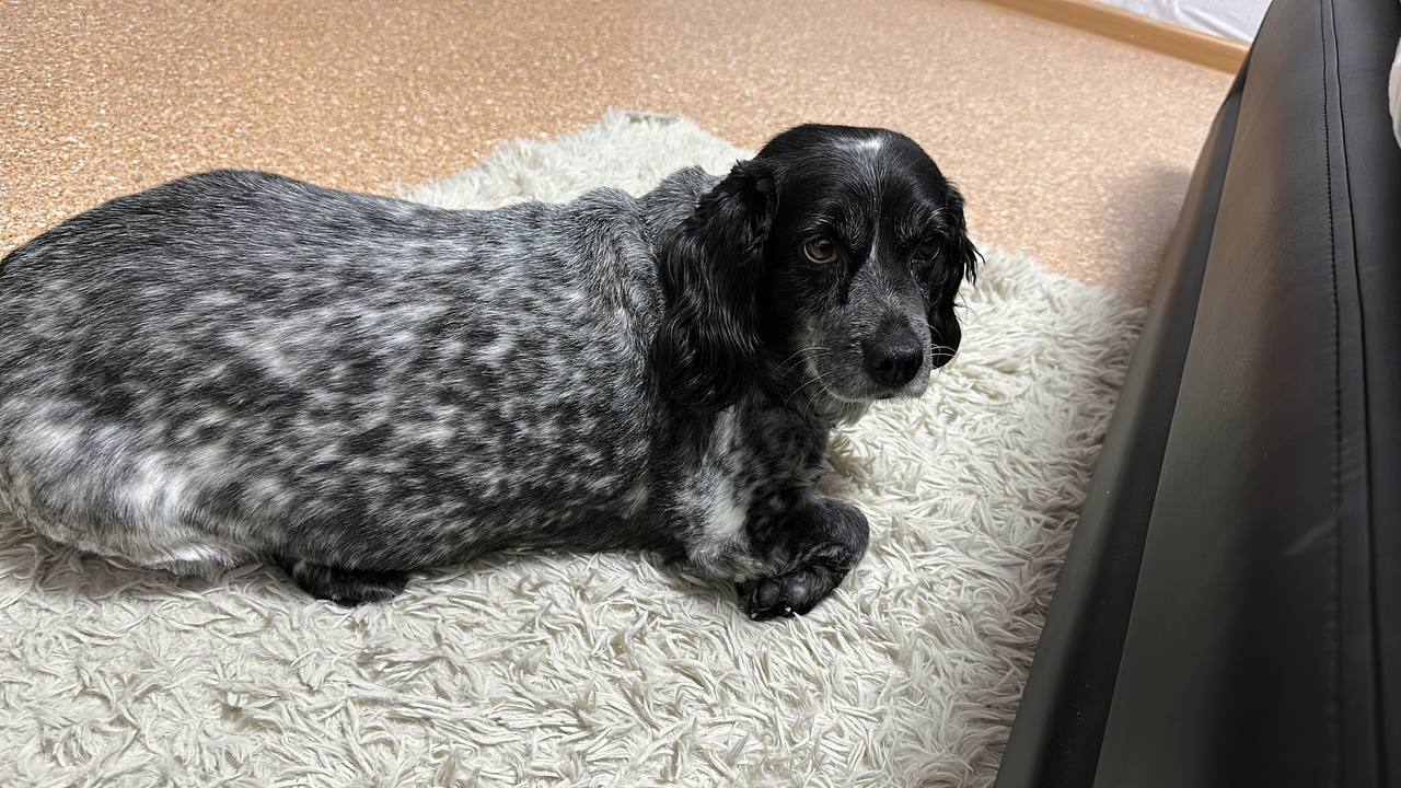 Об истории спасения пациента и его собаки рассказали в Департаменте здравоохранения Ямало-Ненецкого автономного округа. Водителя-дальнобойщика доставили в ГБУЗ ЯНАО «Муравленковская городская больница» с абсцессом правой стопы на фоне сахарного диабета 1 типа. Требовалась экстренная операция. Мужчина рассказал медикам, что в кабине фуры осталась его собака — щенок спаниеля по кличке Елизавета — постоянная спутница в его рейсах.